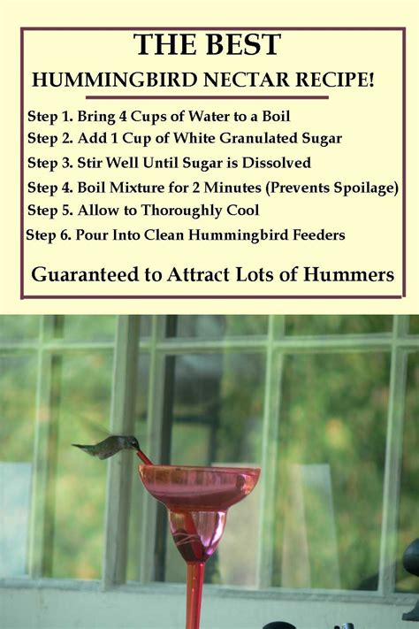 Hummingbird Nectar Recipe Sugar Water | Recipe Loving