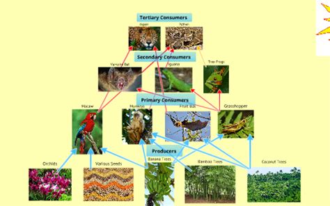 Tropical Rainforest Food Web