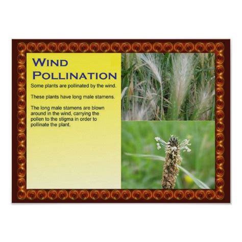 Science, Plants, Reproduction, Wind Pollination Poster | Zazzle