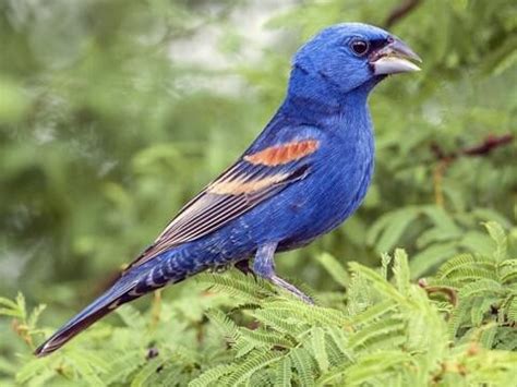 NestWatch | Blue Grosbeak - NestWatch