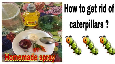 How Do You Make Natural Caterpillar Spray? The 18 Detailed Answer - Chiangmaiplaces.net