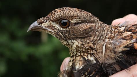 Study supports Maine’s current management practices for ruffed grouse ...