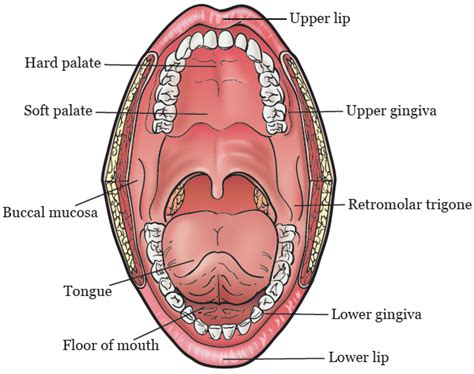 About Mouth (Oral Cavity) Cancer | Memorial Sloan Kettering Cancer Center