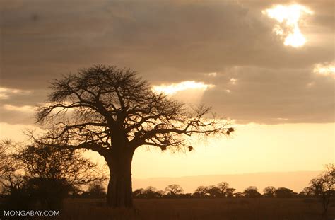 Baobab tree at sunset