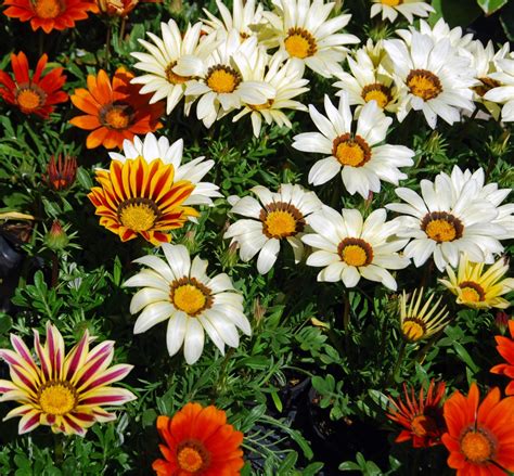 Treasure Flower, Gazania mix seeds - Gazania rigens – Garden Seeds Market