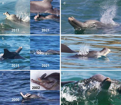 Abnormal rostrum conditions found in humpback dolphins from South... | Download Scientific Diagram