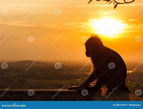 Silhouette of a Monkey in Sunset Stock Photo - Image of baby, mammal: 30521918