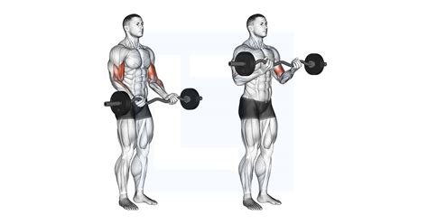 Ez Barbell Curl - Guide, Benefits, and Form