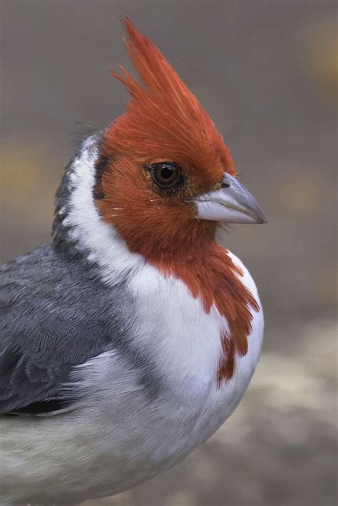 - Red-crested Cardinal - Hawaii by...