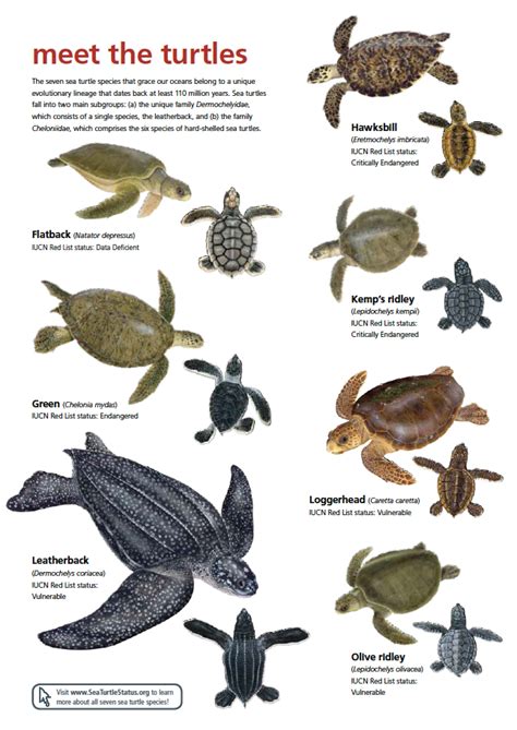 Are All 7 Species of Sea Turtles Endangered - Turtlean