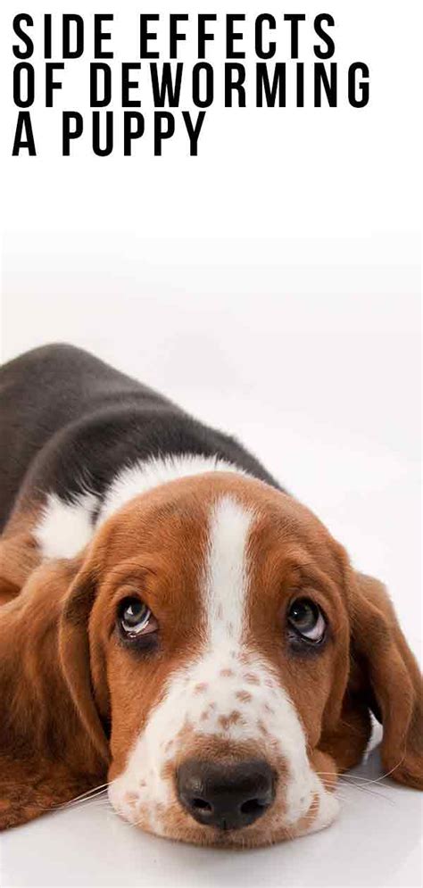 Side Effects of Deworming a Puppy – We Explain All the Possibilities