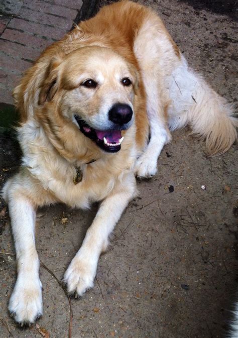 Golden Pyrenees Information, Pictures, Reviews and Q&A | GreatDogSite.com