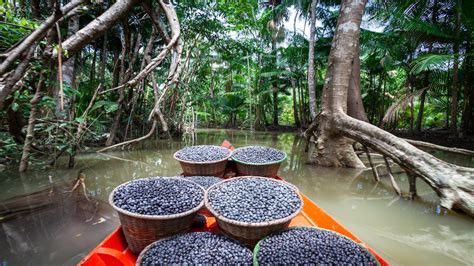 Açaí Demand Leads to Biodiversity Loss in the Amazon - EcoWatch