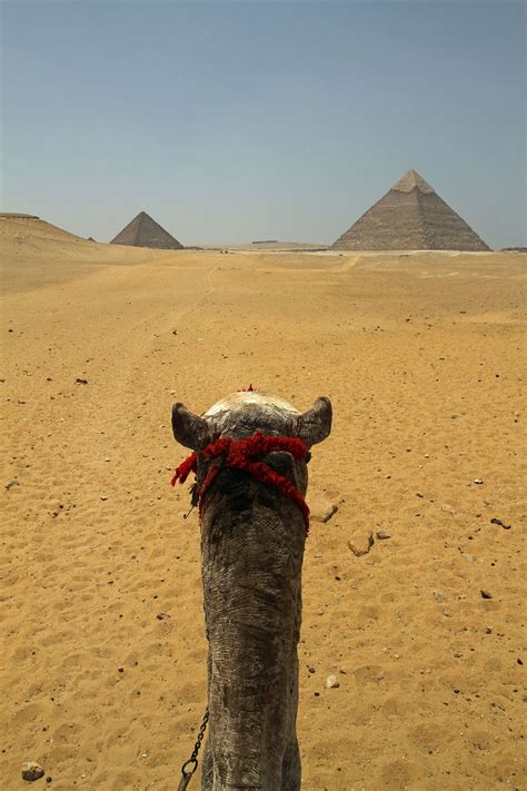 Free download | grey, camel, pyramids, cairo, egypt, egyptian, desert ...