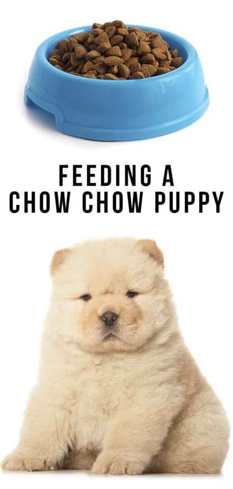 Feeding A Chow Chow Puppy - What Should You Be Giving Your Pup?