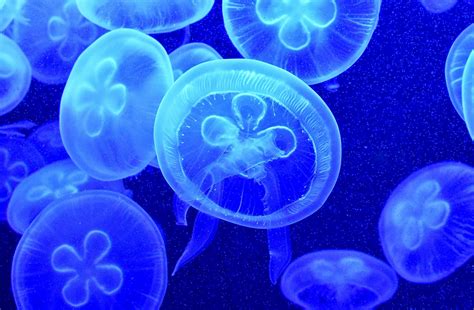 Most Dangerous Jellyfish – Planet Deadly