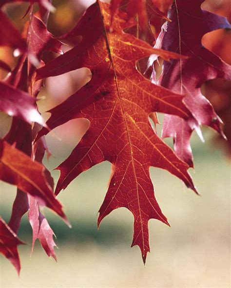 Red Oak | Johnson's Nursery | KB