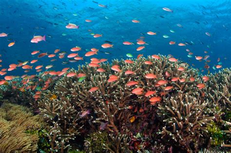 The Coral Reefs of Southeast Asia: The Coral Triangle