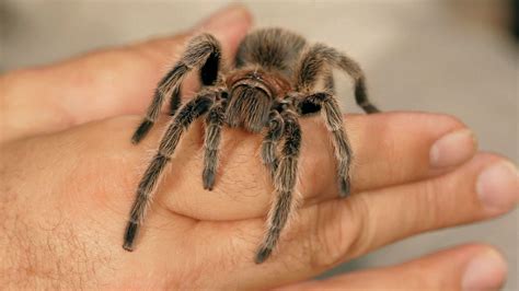 How to Tell If a Tarantula Is Male | Pet Tarantulas - YouTube