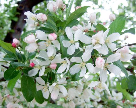 13 Crabapple Trees That Add Stunning Color to Your Landscape