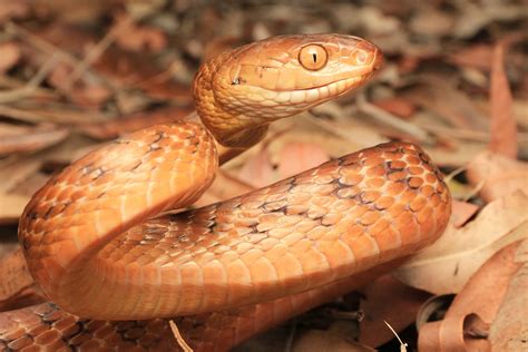 Brown Tree Snake - South East Snake Catcher - Gold Coast