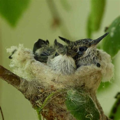 Everything About Hummingbird Nests - Impressive Facts to Know All in ...