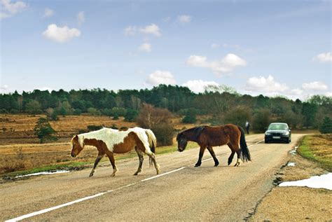 Where and How to See The Native Ponies of the New Forest