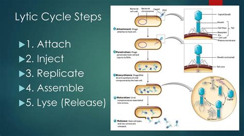 Lytic Cycle Diagram 5 Steps