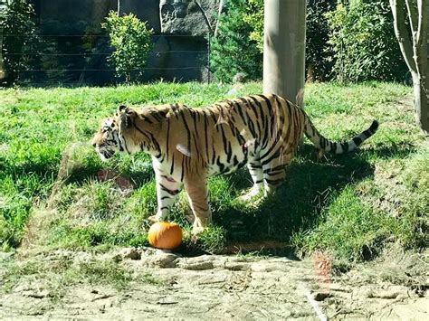 These Photos of Cleveland Metroparks Zoo Animals Eating Pumpkins are ...