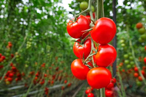 Researchers Surprised After They Graft Tomato Plants With Epigenetically-Modified Rootstock