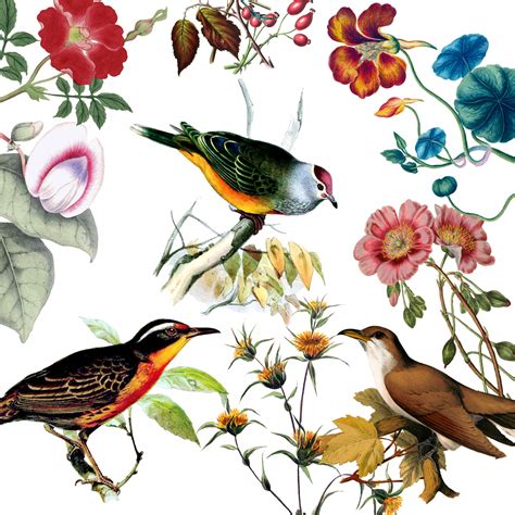 Birds Vintage Flowers Background Free Stock Photo - Public Domain Pictures