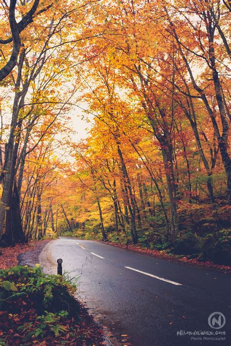 japan tohoku oirase stream road momiji forest autumn tree photography | Fairy tree houses ...