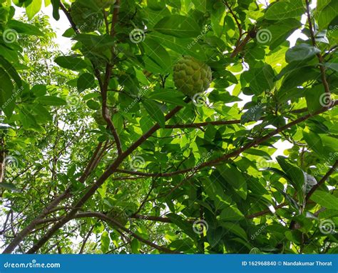 Sugar Apple Tree Stock Photos - Download 2,906 Royalty Free Photos