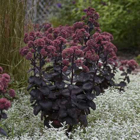 Photo Essay | 12 Black Perennials | Perennial Resource