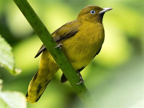 Andaman Bulbul | Bulbul, Bird species, Species