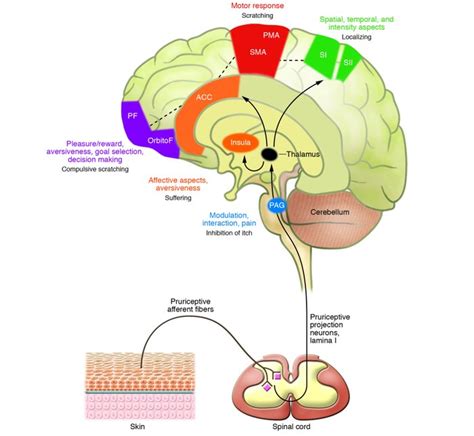 Inside the Insula