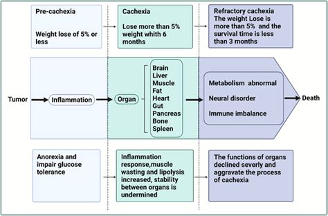 Organ changes in the journey of cancer cachexia. Cancer cachexia can be ...