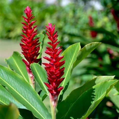 Buy Alpinia Purpurata (Red Ginger) plant online at plantsguru.com