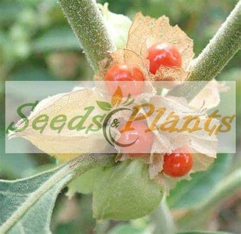 Ashwagandha - 10 Seeds- Indian Ginseng | Seeds and Plants