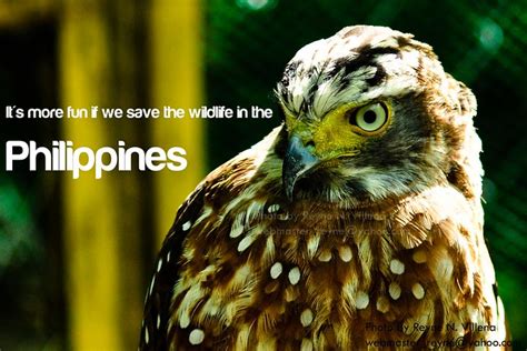 Wildlife - Philippines