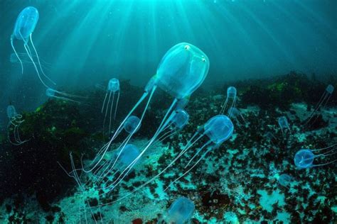 Box Jellyfish Venom: The Lethality Of Marine Stingers – Ocean Action Hub