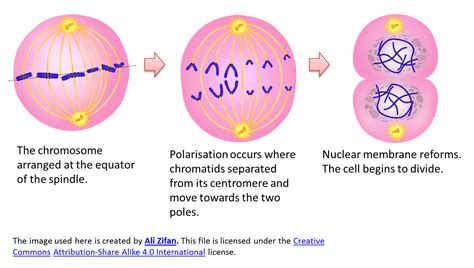 3.1.2 Types of Cell Division - SPM Science