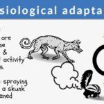 Physiological adaptation - Definition and Examples - Biology Online Dictionary