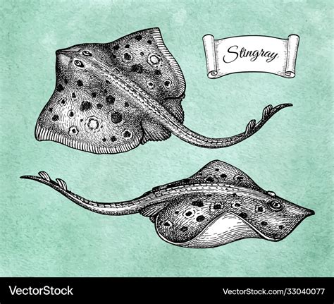 Realistic Stingray Drawing