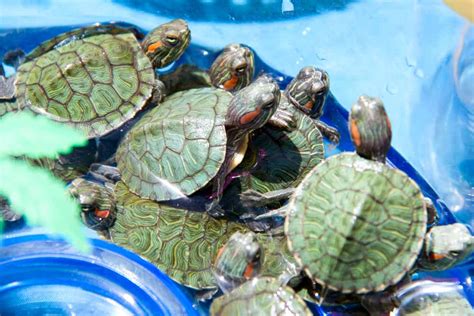 The 10 Most Popular and Easy Going Types of Pet Turtle In The USA and Europe