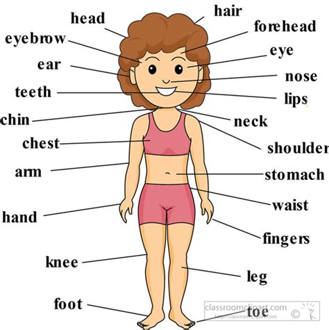 Bagian Tubuh Body Parts Labelled Diagram | The Best Porn Website