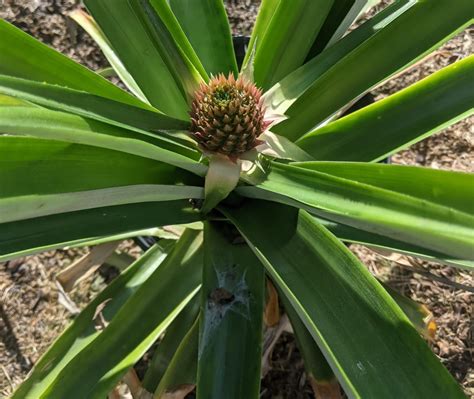 Container Pineapple! - Pictures! - Growing Fruit