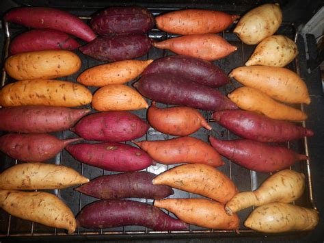 Milk and Honey Farm: Sweet potato varieties