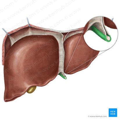 Liver anatomy: location, lobes and function | Kenhub