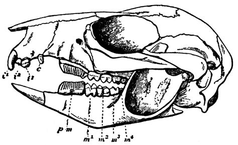 Rat-Kangaroo Skull | ClipArt ETC